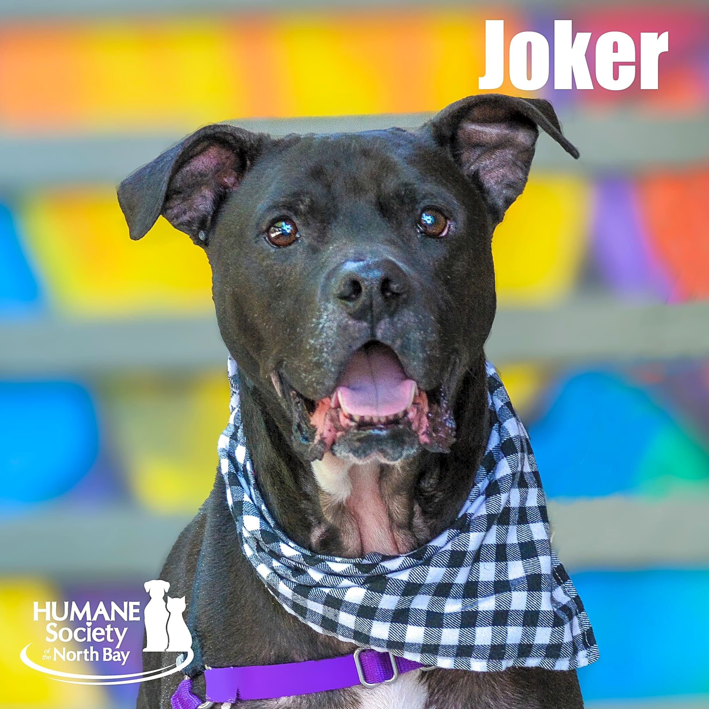 Photo of Joker