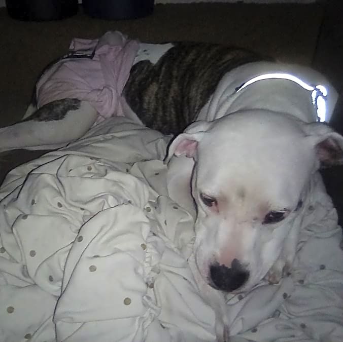 Photo of Willow