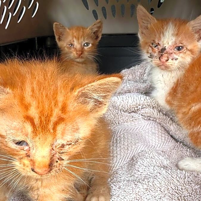 Photo of Kittens