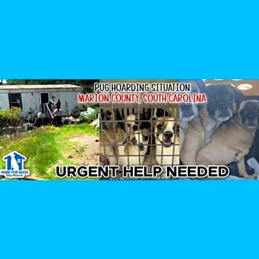 Photo of 🚨 Urgent Rescue and Fundraiser: PUG HOARDING SITUATION: Help Us Save These Innocent Dogs! 🚨