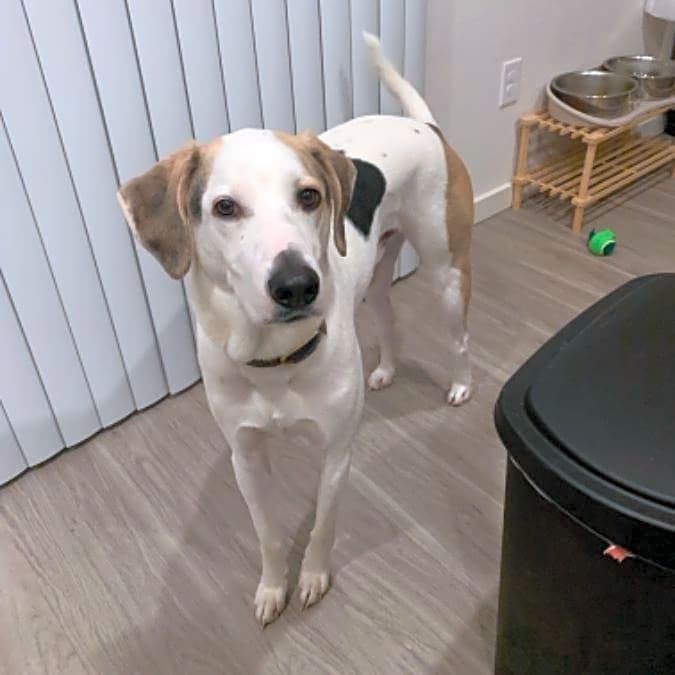 Photo of Snoopy