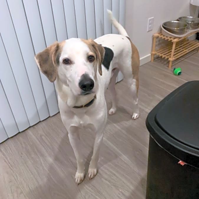 Photo of Snoopy