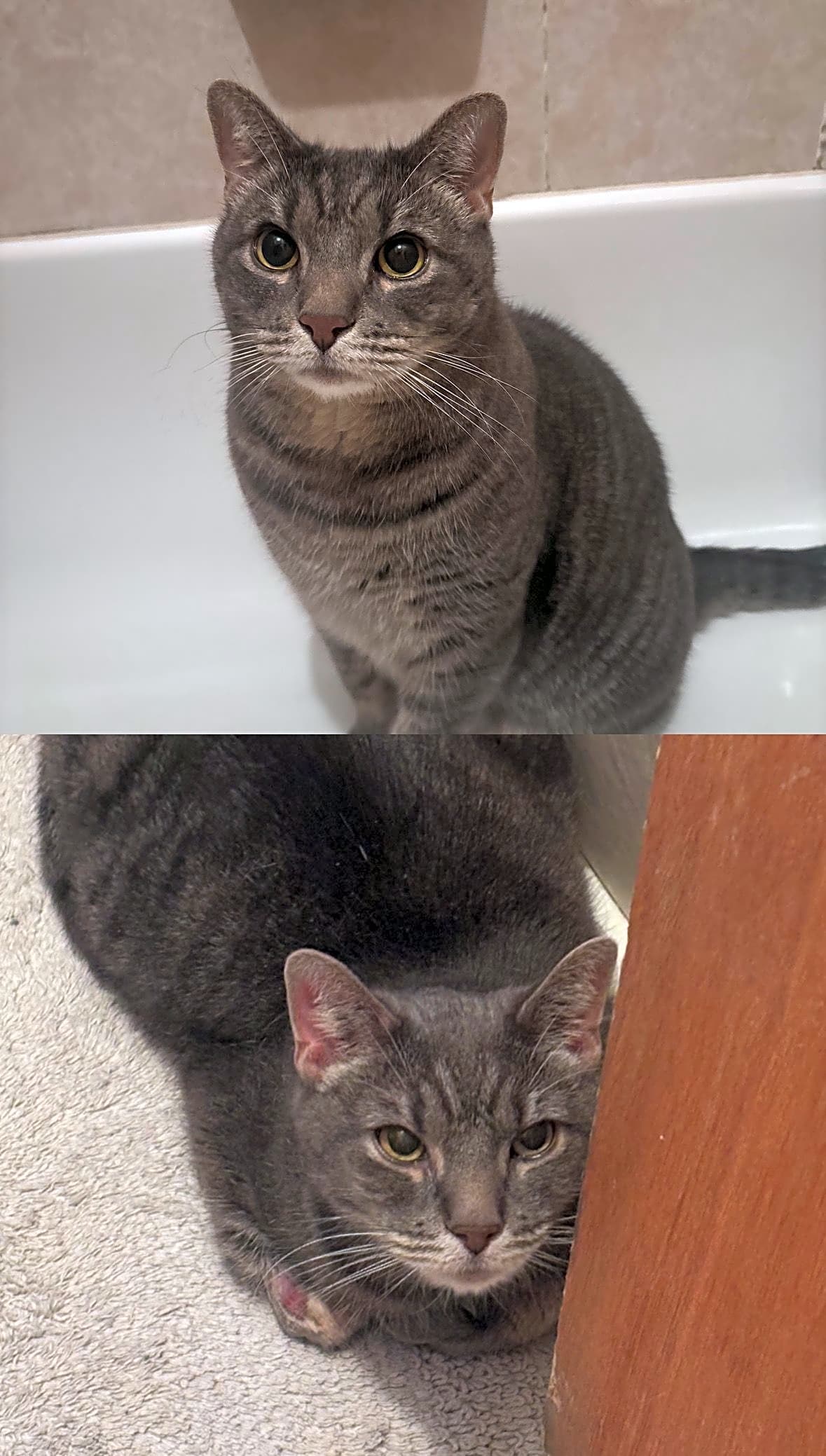 Photo of Toby