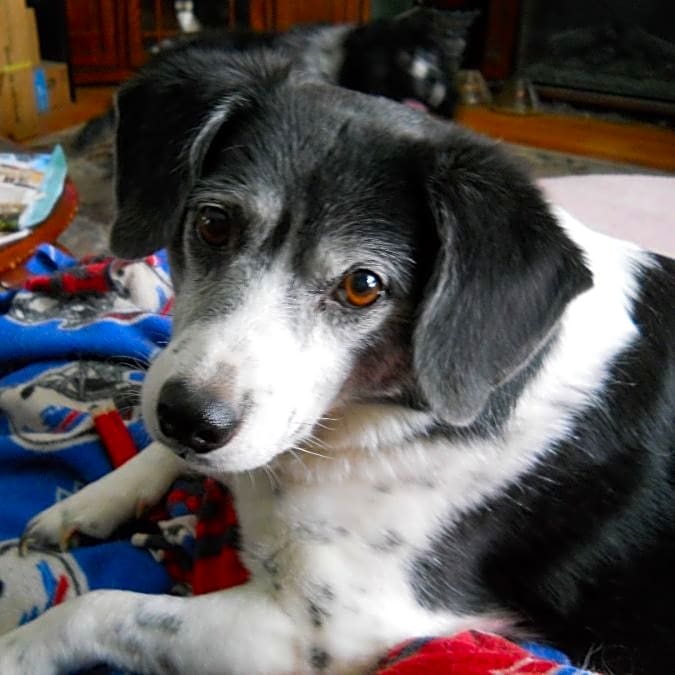 Photo of Sissy