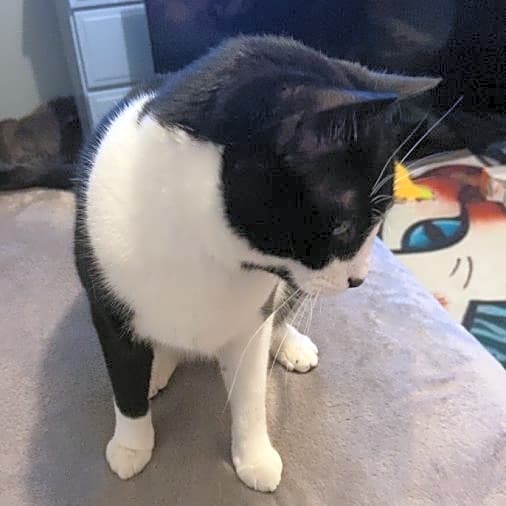 Photo of Pawdre