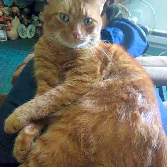Photo of Zimba