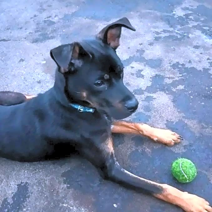 Photo of Rocko