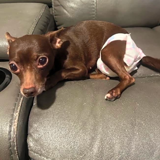 Photo of Princess