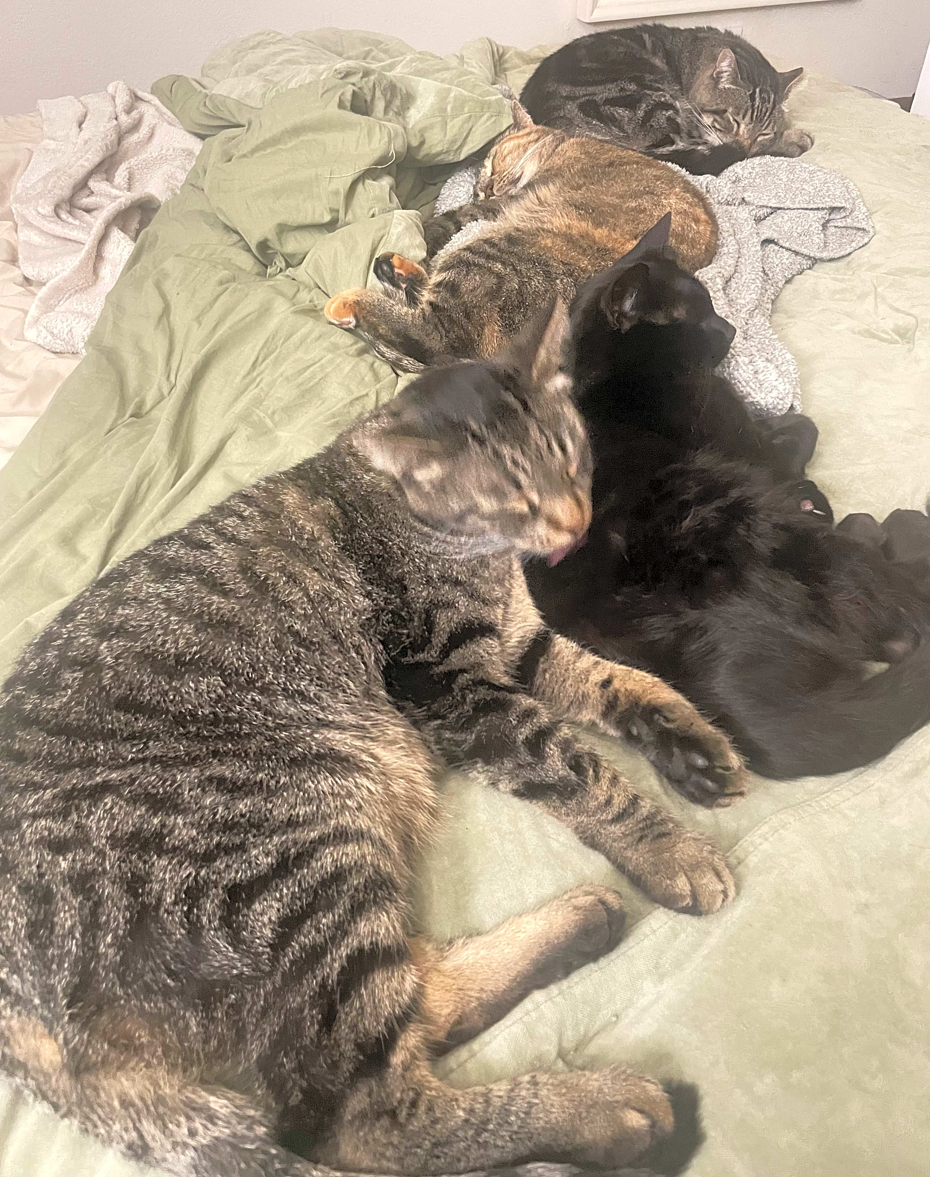 Photo of Bodhi