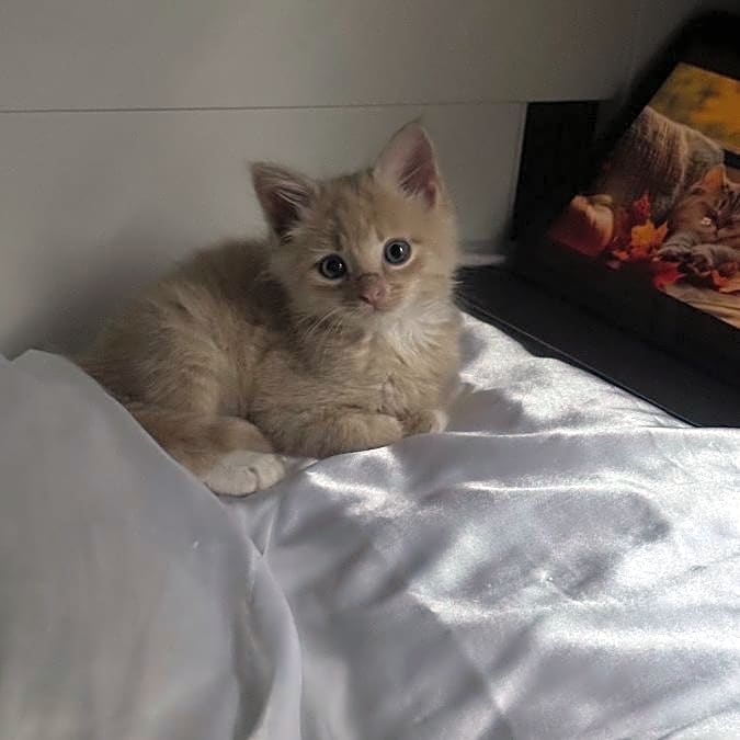 Photo of Simba