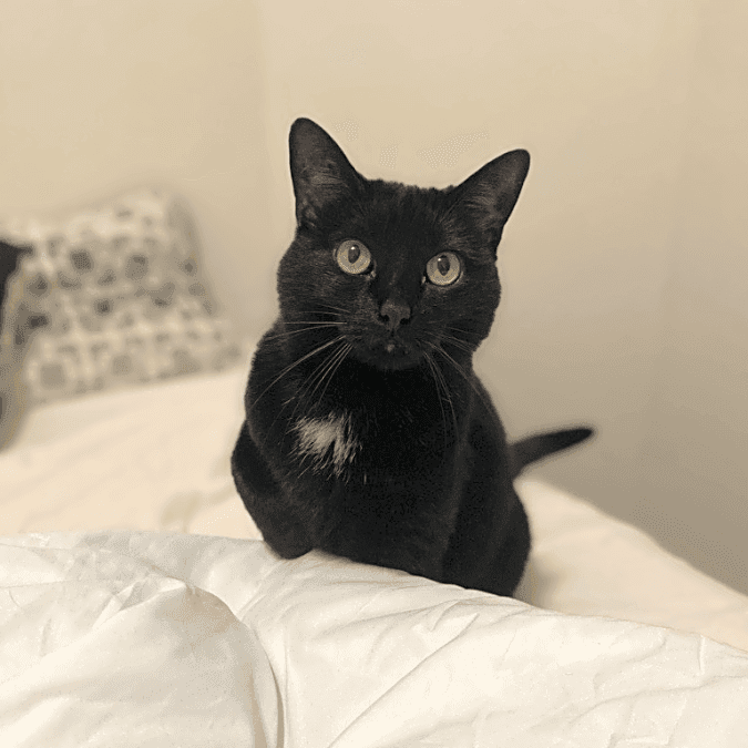 Photo of Bug