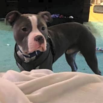 Photo of Louie
