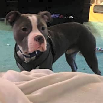 Photo of Louie