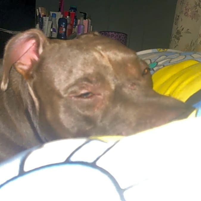 Photo of Bella