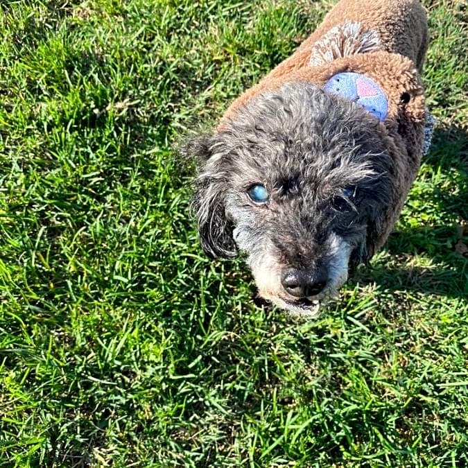 Photo of Toodles