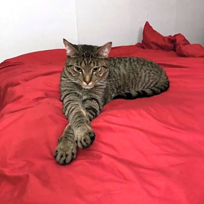 Photo of Buddy