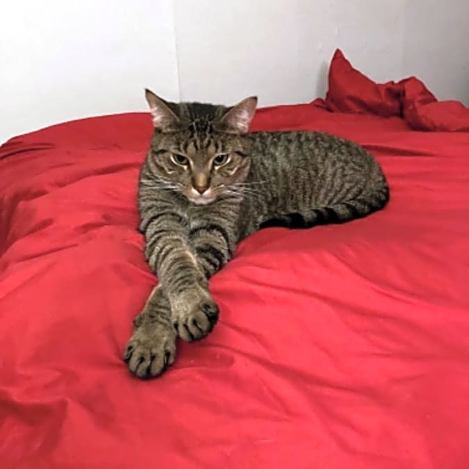 Photo of Buddy