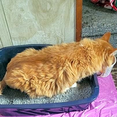Photo of Timber