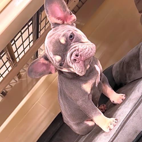 Photo of Bleu