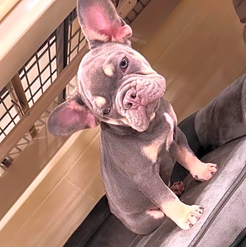Photo of Bleu