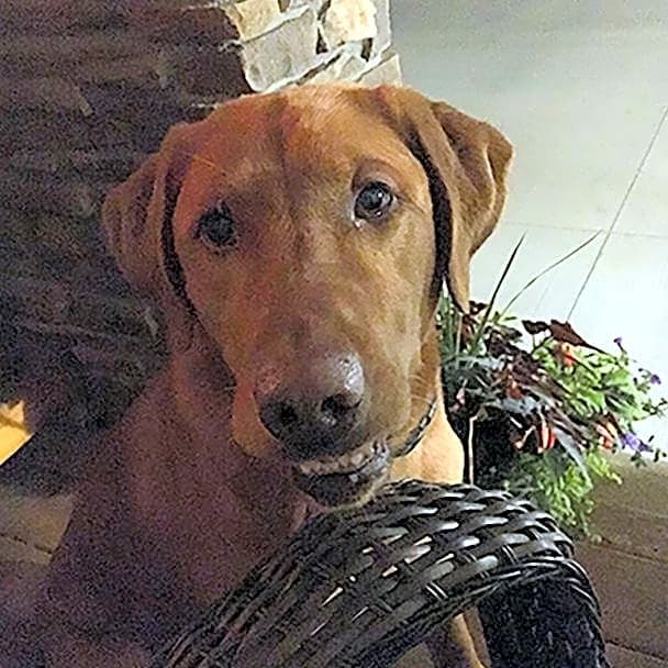 Photo of Tucker
