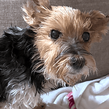 Photo of Lucy