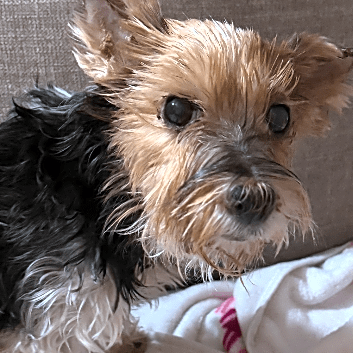 Photo of Lucy