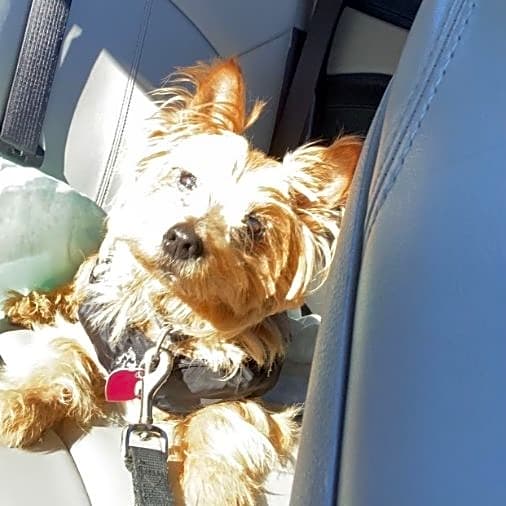 Photo of Biscuit