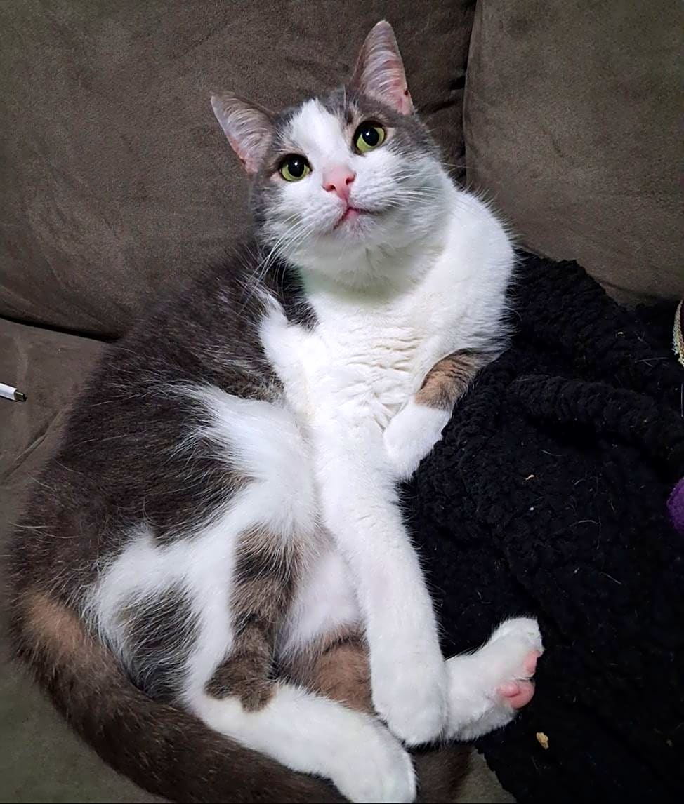 Photo of Tipper