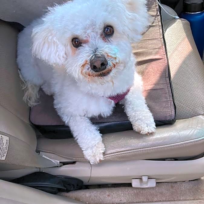 Photo of Teddy