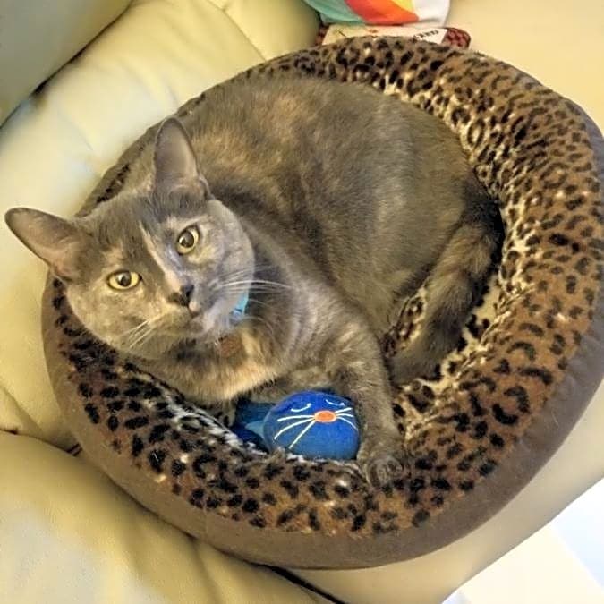 Photo of Jinx