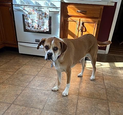 Photo of Nala