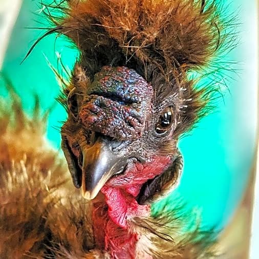 Photo of Kramer