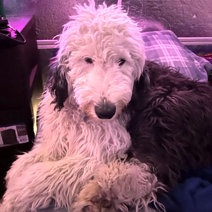 Photo of Winston