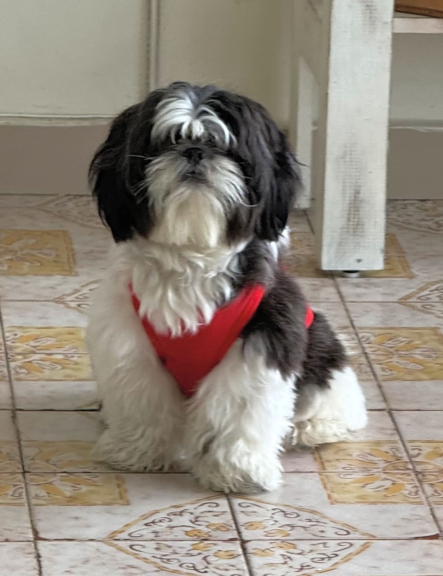 Photo of Oreo