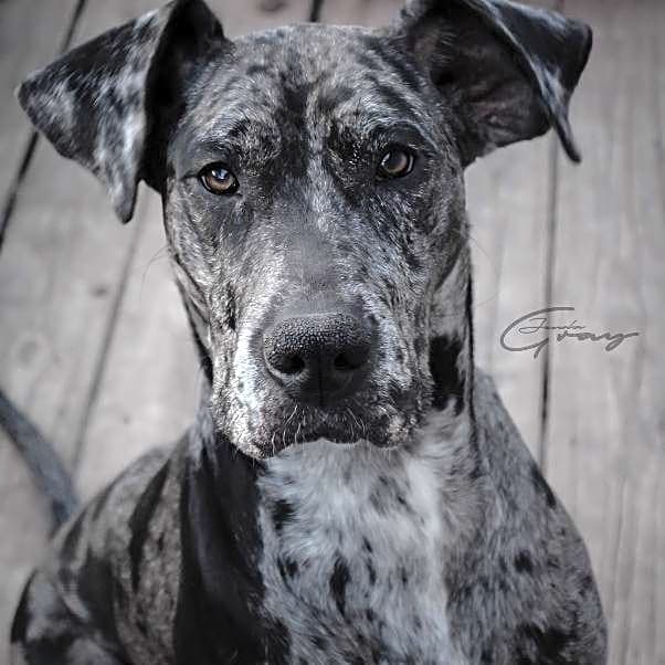 Photo of Lucy