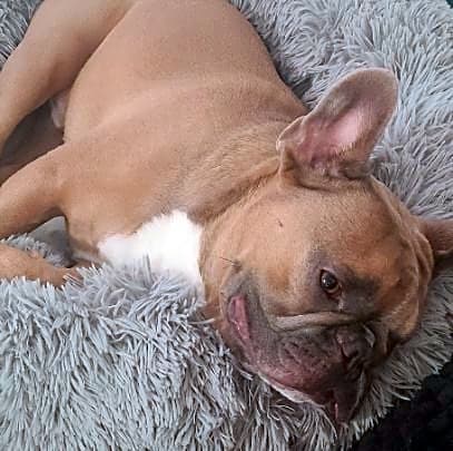 Photo of Yoda