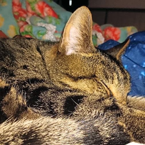 Photo of Rocket