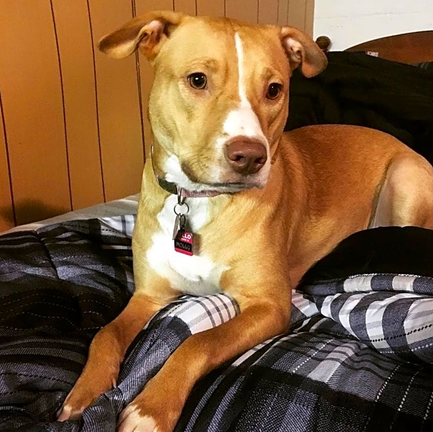 Photo of Molly