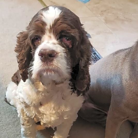 Photo of Louie