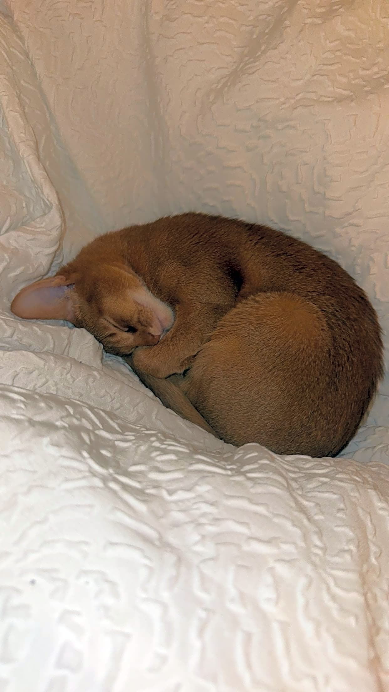 Photo of Toby