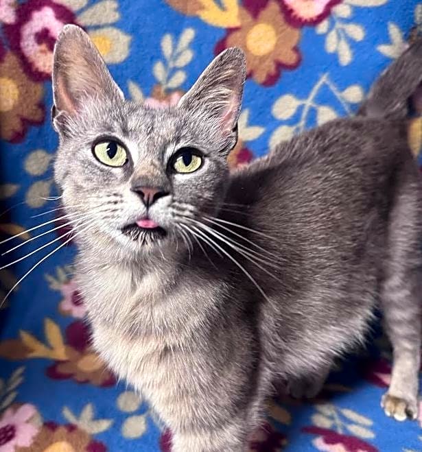 Photo of Cinnamon Twist (Cindy)