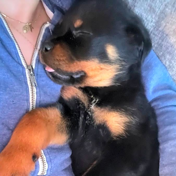 Photo of Bear