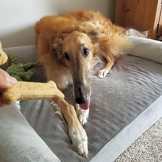 Photo of Griffin