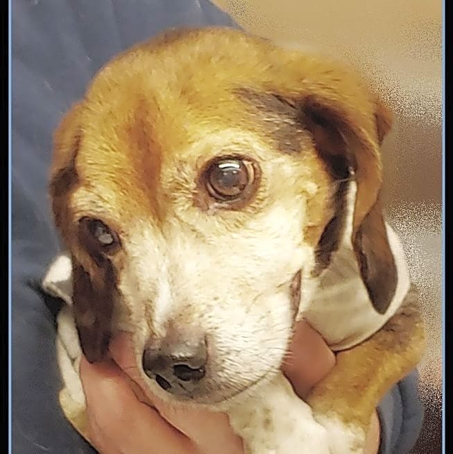 Photo of Otis