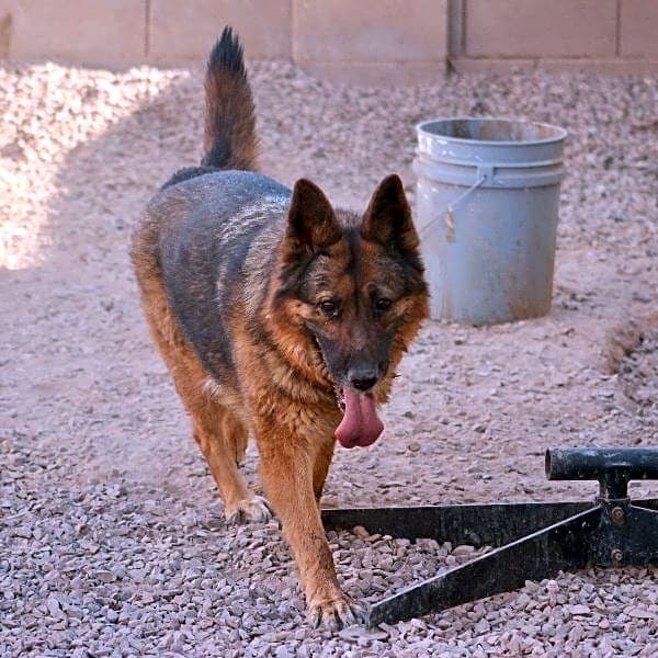 Photo of Athena