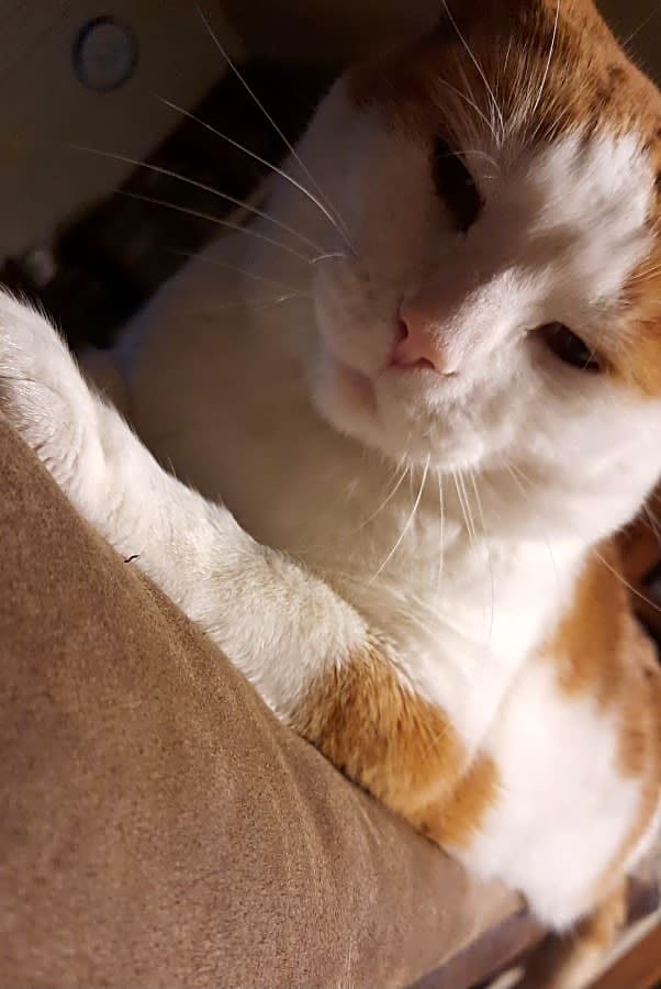 Photo of Daisy