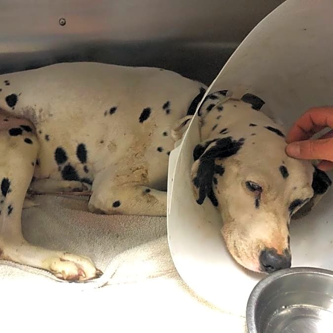 Photo of Pongo