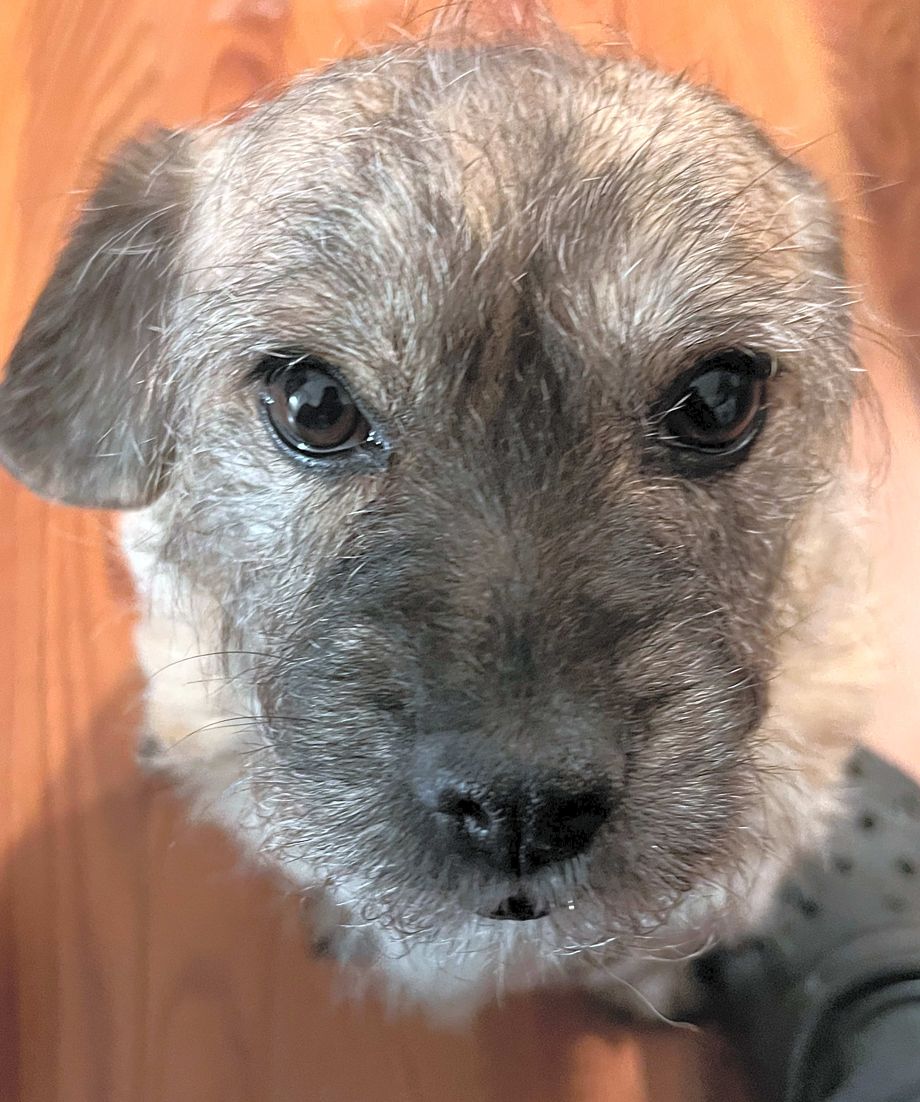 Photo of Lola