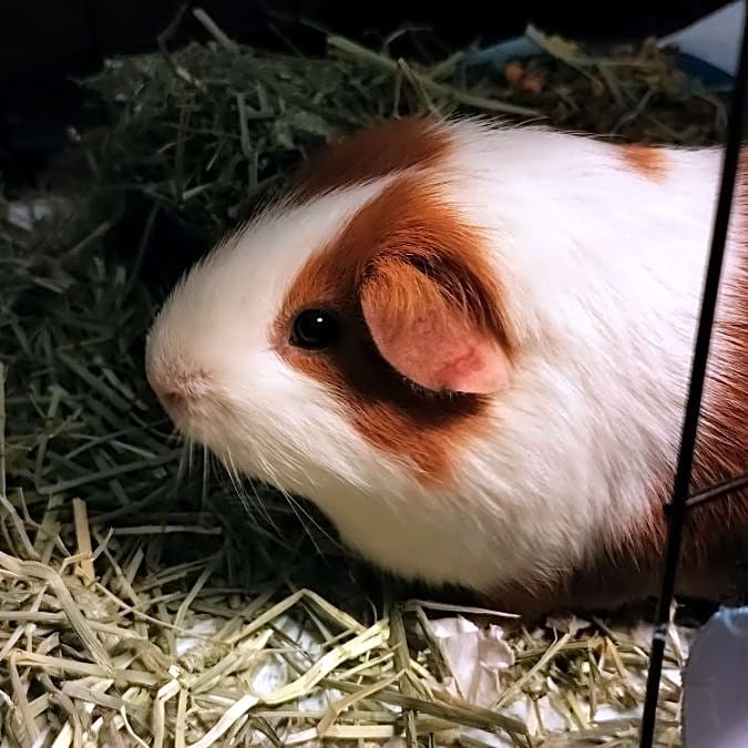 Photo of Popcorn